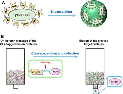 Encapsulating IM7-Displaying Yeast Cells in Calcium Alginate Beads for One-Step Protein Purification and Multienzyme Biocatalysis